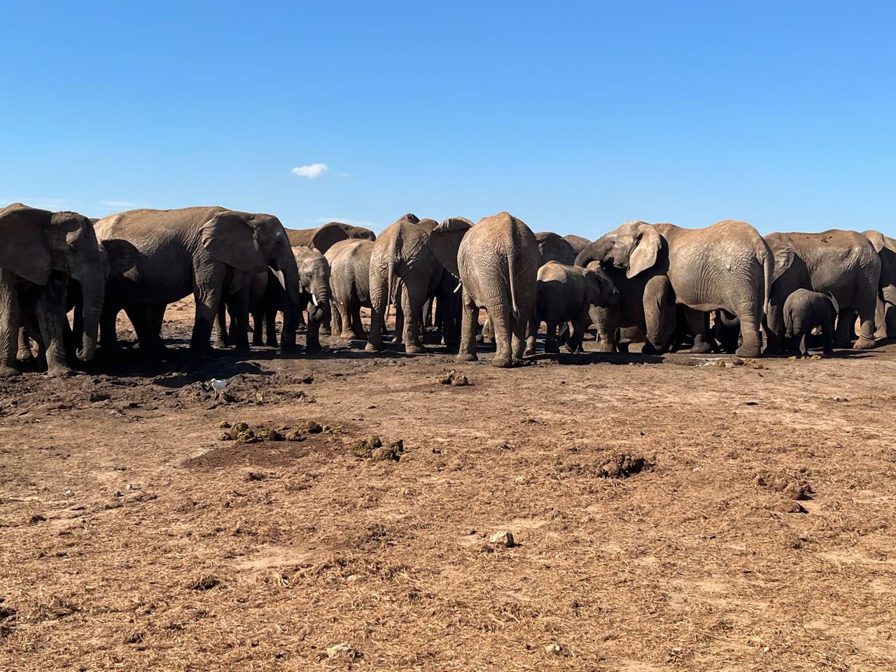 Addo Elephant National Park Safari